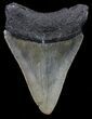 Bargain, Megalodon Tooth - North Carolina #68047-2